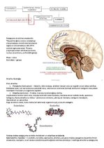 Konspekts 'Psihofizioloģija', 15.