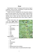 Referāts 'Papardes, sūnas, staipekņi un kosas', 7.