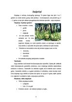 Referāts 'Papardes, sūnas, staipekņi un kosas', 9.