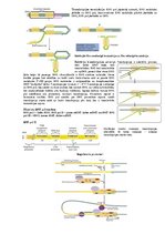 Konspekts 'Transkripcija', 1.