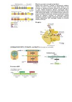 Konspekts 'Transkripcija', 2.