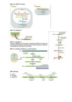 Konspekts 'Transkripcija', 3.