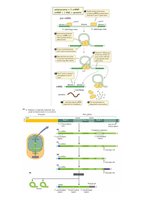 Konspekts 'Transkripcija', 4.