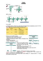 Konspekts 'Transkripcija', 5.