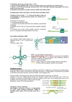 Konspekts 'Transkripcija', 7.
