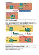 Konspekts 'Transkripcija', 9.