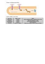 Konspekts 'Transkripcija', 10.