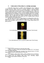 Referāts 'Lielās nātres (Urtica dioica L.) šķiedru pielietojums tautas medicīnā un tekstil', 7.