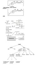 Konspekts 'Lipīdi', 2.