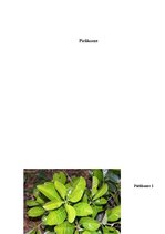 Referāts 'Dzelzs koks', 11.