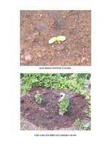 Referāts 'Saulgrieze', 7.