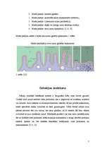 Konspekts 'Celiakija', 7.