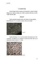 Referāts 'Nakteņu dzimta', 16.