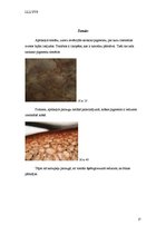 Referāts 'Nakteņu dzimta', 17.