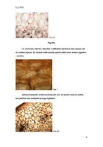 Referāts 'Nakteņu dzimta', 18.