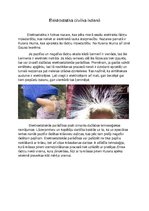 Konspekts 'Elektrostatika', 1.