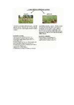 Konspekts 'Stiebrzāļu iedalījums', 3.