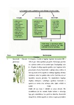 Konspekts 'Stiebrzāļu iedalījums', 4.