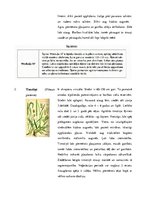 Konspekts 'Stiebrzāļu iedalījums', 5.