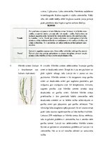 Konspekts 'Stiebrzāļu iedalījums', 8.