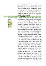 Konspekts 'Stiebrzāļu iedalījums', 11.