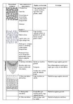 Konspekts 'Augu audu veidi un funkcijas', 3.