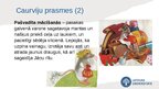 Prezentācija 'Astra Marija Reine «Līgo nakts Sise»', 13.