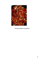 Prezentācija 'Ēdienkarte specializētajam uzturam', 26.