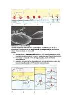 Konspekts 'Mikrobioloģija. Antibiotikas', 7.