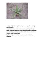 Konspekts 'Ārstniecības augi', 2.