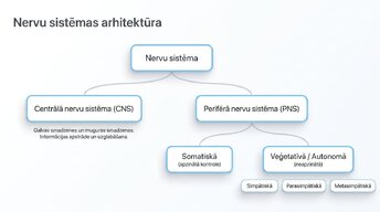 Prezentācija 'Nervu sistēmas strukturāli - funkcionālā organizācija', 2.