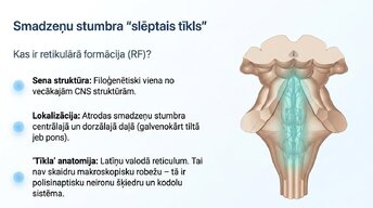 Prezentācija 'Nervu sistēmas strukturāli - funkcionālā organizācija', 3.