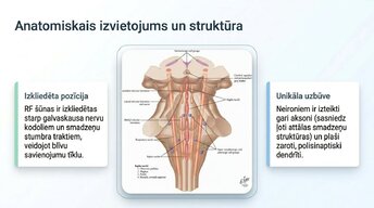 Prezentācija 'Nervu sistēmas strukturāli - funkcionālā organizācija', 5.