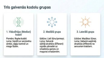 Prezentācija 'Nervu sistēmas strukturāli - funkcionālā organizācija', 6.