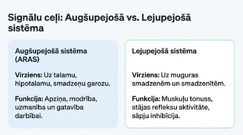 Prezentācija 'Nervu sistēmas strukturāli - funkcionālā organizācija', 7.