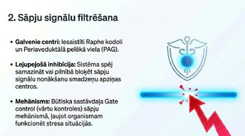 Prezentācija 'Nervu sistēmas strukturāli - funkcionālā organizācija', 9.