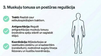 Prezentācija 'Nervu sistēmas strukturāli - funkcionālā organizācija', 10.