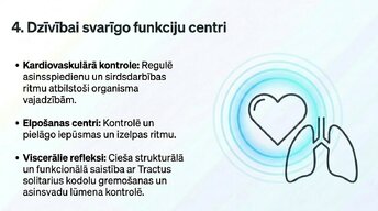 Prezentācija 'Nervu sistēmas strukturāli - funkcionālā organizācija', 11.