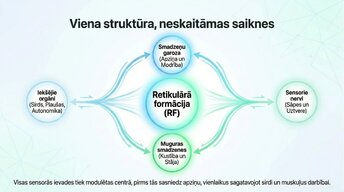 Prezentācija 'Nervu sistēmas strukturāli - funkcionālā organizācija', 13.