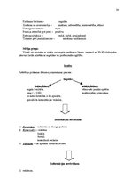Referāts 'Mārketinga vides analīze SIA "Novo"', 20.