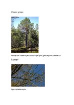 Referāts 'Tālo Austrumu jauktie meži', 4.