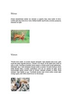 Referāts 'Tālo Austrumu jauktie meži', 7.