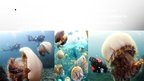 Prezentācija 'Nemopilema nomurai sugas medūzas', 3.