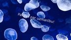Prezentācija 'Nemopilema nomurai sugas medūzas', 9.