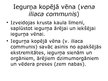 Prezentācija 'Vēdera dobuma vēnas', 4.