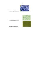 Prakses atskaite 'Telpas uztvere un krāsu ietekme interjerā un privātā dzīvokļa plānošanā', 40.