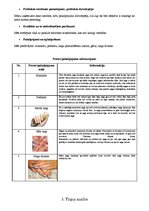 Biznesa plāns 'SIA "Beauty". Skaistumkopšana', 5.