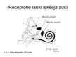 Prezentācija 'Auss uzbūve', 5.