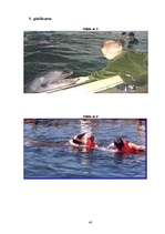 Referāts 'Delfīnu terapija', 38.