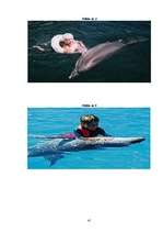 Referāts 'Delfīnu terapija', 39.